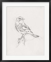 Framed Avian Study  I