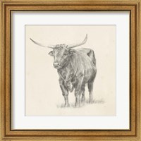 Framed 'Longhorn Steer Sketch I' border=