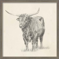 Framed 'Longhorn Steer Sketch I' border=