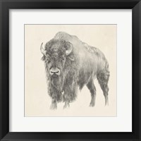 Framed Western Bison Study