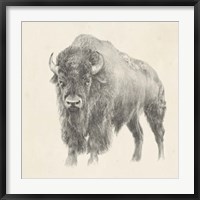 Framed Western Bison Study