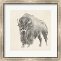 Framed 'Western Bison Study' border=