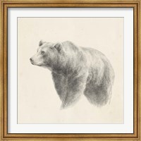 Framed Western Bear Study