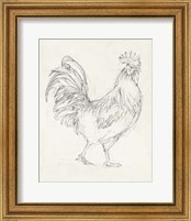 Framed 'Rooster Sketch I' border=