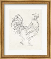 Framed Rooster Sketch I
