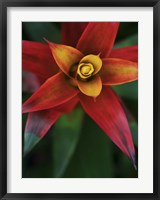 Framed Bromeliad Burst IV