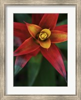 Framed Bromeliad Burst IV