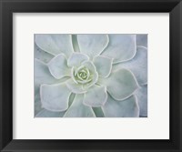 Framed Storybook Succulent I