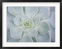 Framed Storybook Succulent I