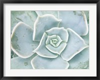 Framed Storybook Succulent II