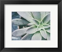 Framed Storybook Succulent III