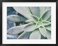 Framed Storybook Succulent III