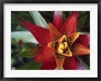 Framed Bromeliad Burst I