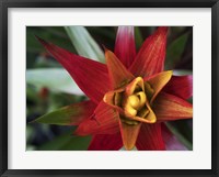 Bromeliad Burst I Framed Print