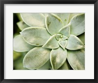 Framed Spring Succulent II
