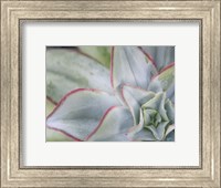 Framed Desert Star I