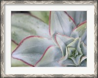 Framed Desert Star I