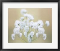 Baby's Breath Study I Framed Print