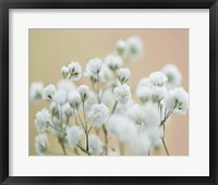 Framed Baby's Breath Study II