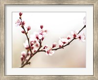 Framed Cherry Blossom Study I