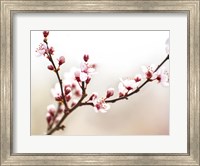 Framed Cherry Blossom Study I