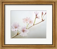 Framed Cherry Blossom Study II