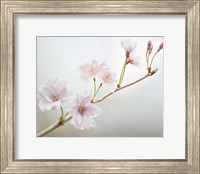 Framed Cherry Blossom Study II