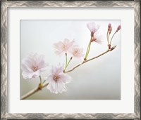 Framed Cherry Blossom Study II