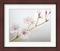 Framed Cherry Blossom Study II