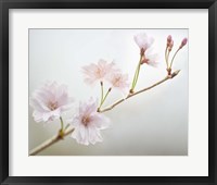 Cherry Blossom Study II Framed Print