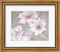 Framed Cherry Blossom Study III
