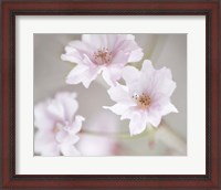 Framed Cherry Blossom Study III