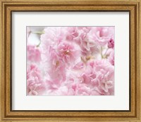 Framed Cherry Blossom Study IV