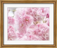 Framed Cherry Blossom Study IV