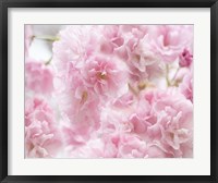 Framed Cherry Blossom Study IV