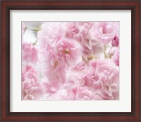 Framed Cherry Blossom Study IV