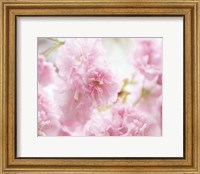 Framed Cherry Blossom Study V