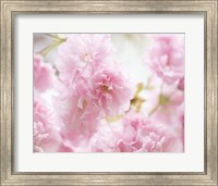 Framed Cherry Blossom Study V