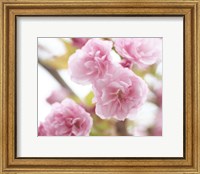 Framed Cherry Blossom Study VI