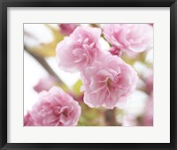 Cherry Blossom Study VI Framed Print