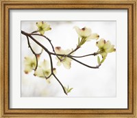 Framed Dogwood Detail I