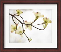 Framed Dogwood Detail I