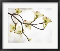 Framed Dogwood Detail I