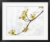 Dogwood Detail II Framed Print