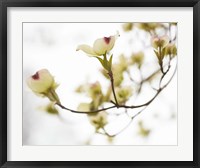 Framed Dogwood Detail III