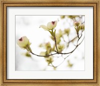 Framed Dogwood Detail III