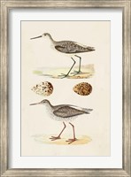 Framed Sandpipers & Eggs II