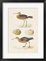 Framed Sandpipers & Eggs IV