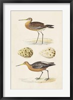 Framed Sandpipers & Eggs IV