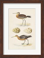 Framed Sandpipers & Eggs IV